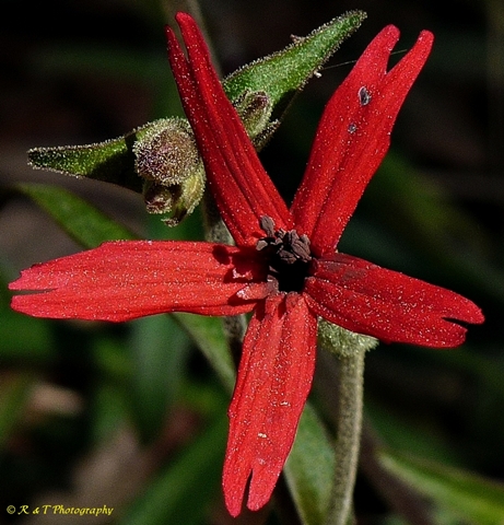 {Silene virginica}